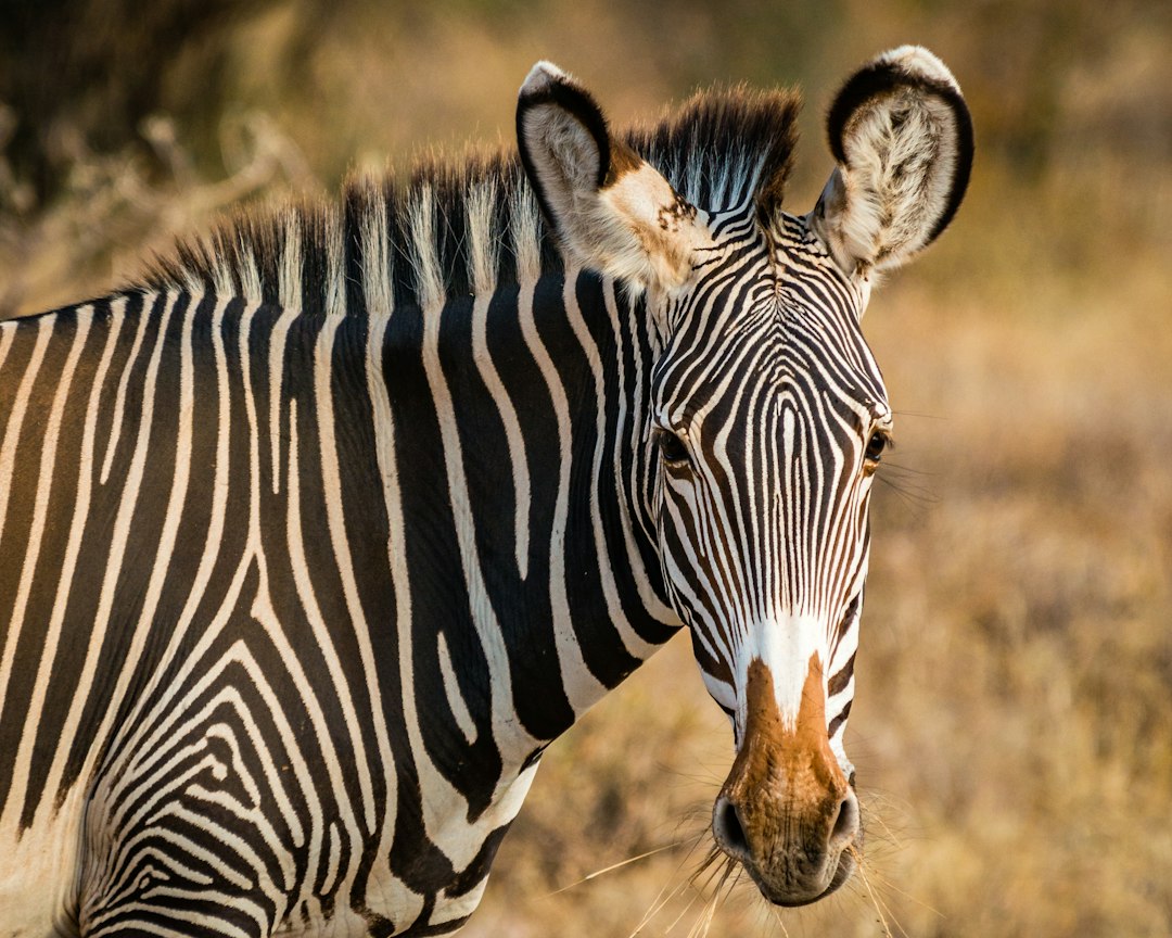 Samburu lodges – a curious zebra in Samburu National Reserve