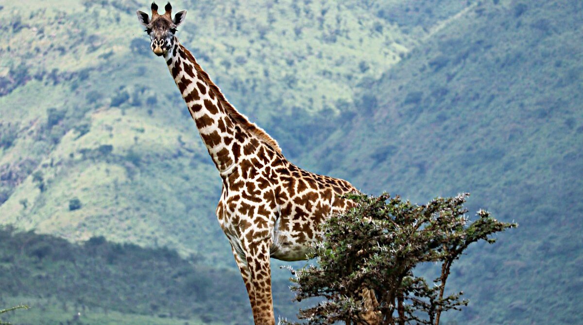 Serengeti in December: Where the Herds Are, Weather and Costs