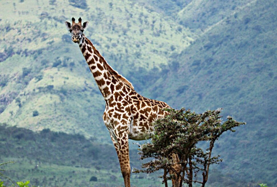 Serengeti in December – a giraffe standing on green grassland in the Serengeti, Tanzania