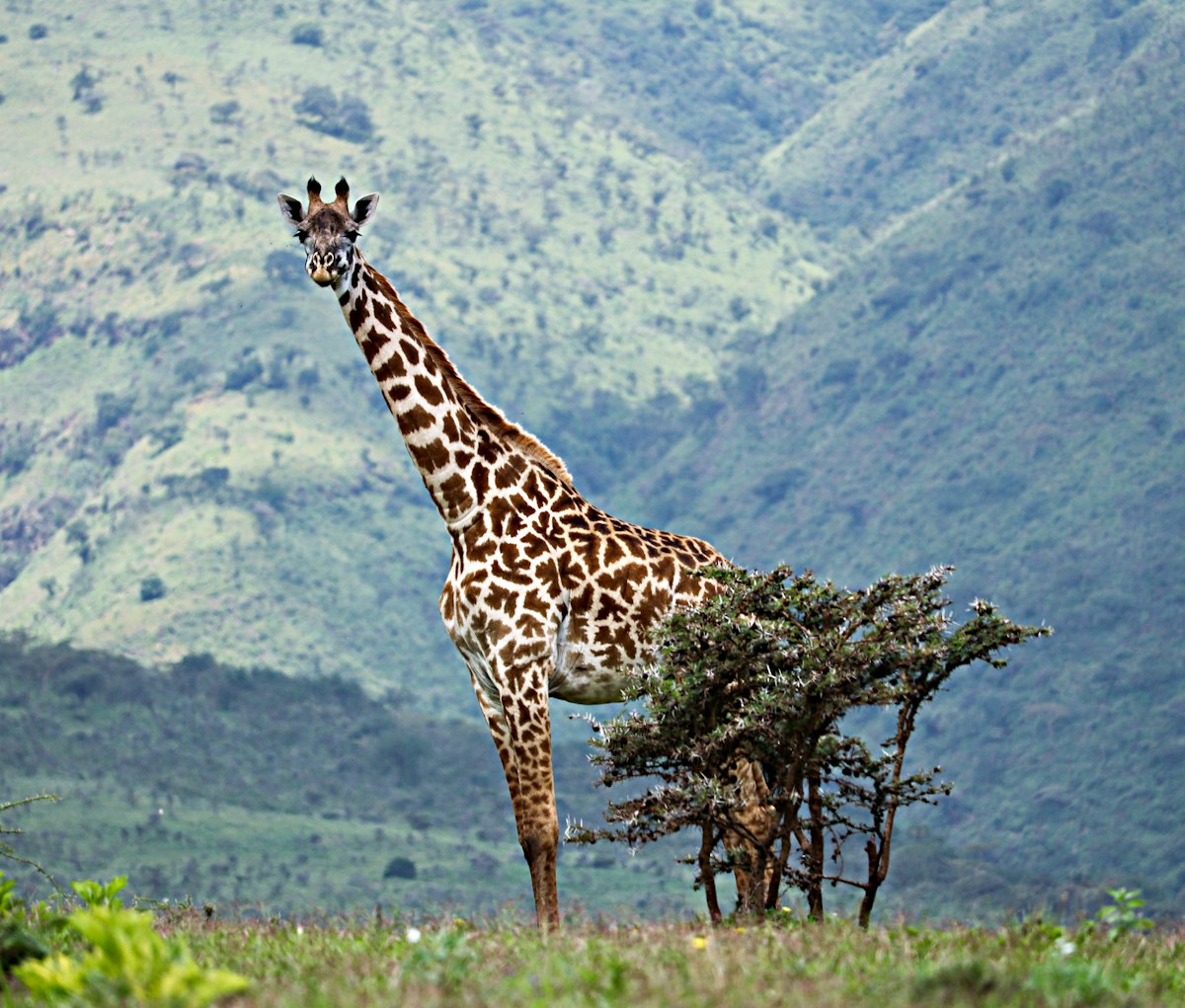 Serengeti in December – a giraffe standing on green grassland in the Serengeti, Tanzania