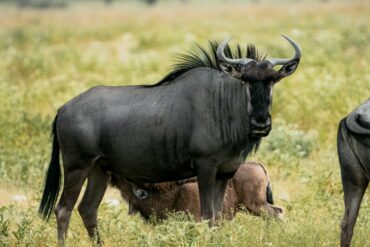Serengeti in January – a wildebeest standing in a grassy field with its calf
