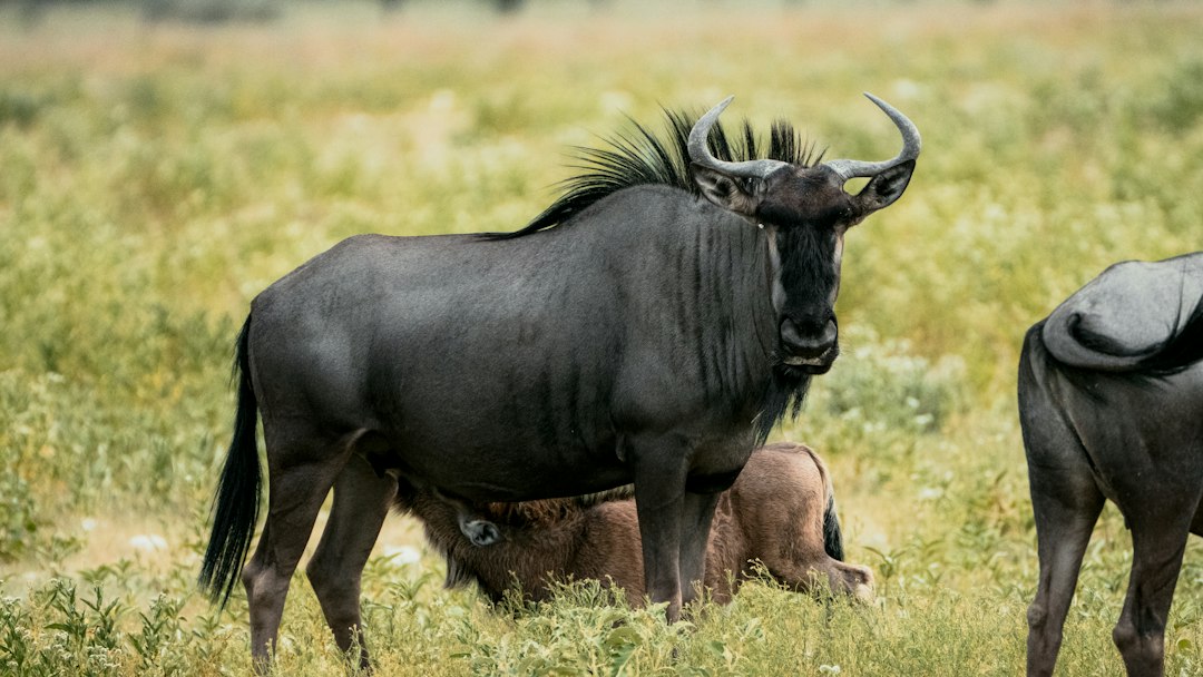 Serengeti in January – a wildebeest standing in a grassy field with its calf