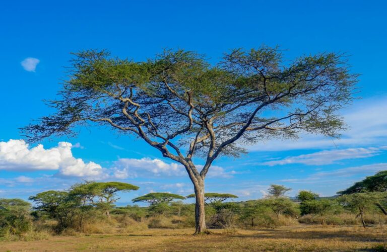 Serengeti vs Ngorongoro Is Rarely an Either-Or, So Here Is How to Split Your Days