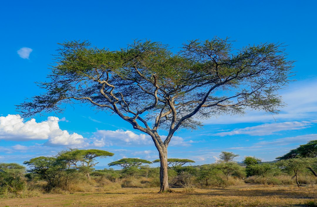 Serengeti vs Ngorongoro – a lone giraffe under an umbrella thorn tree in Serengeti National Park, Tanzania