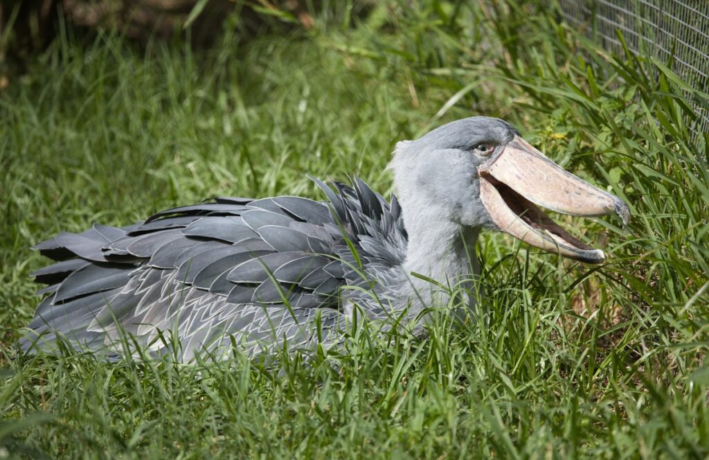 Shoebill resting in the grass