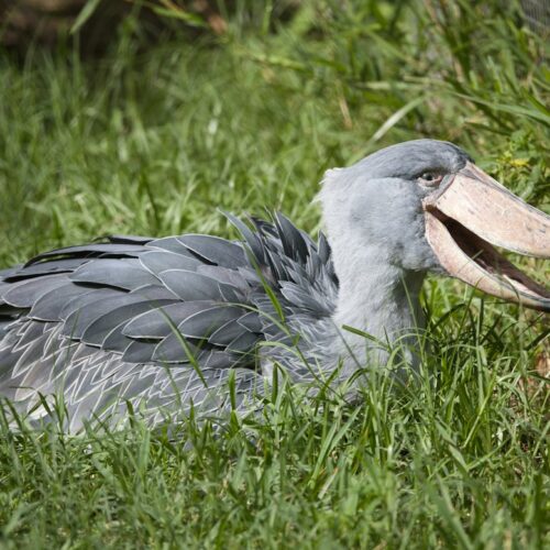 Shoebill resting in the grass