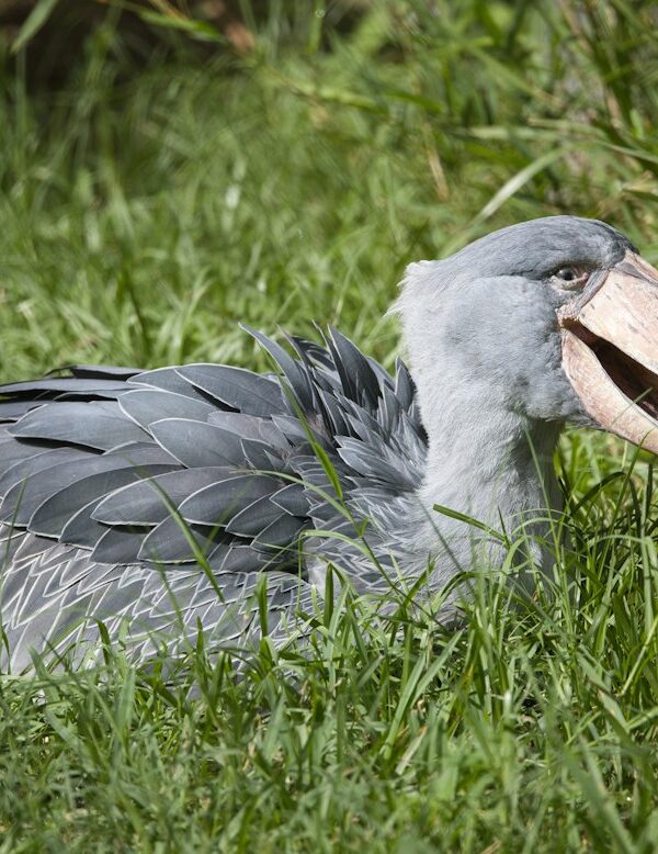 Shoebill resting in the grass
