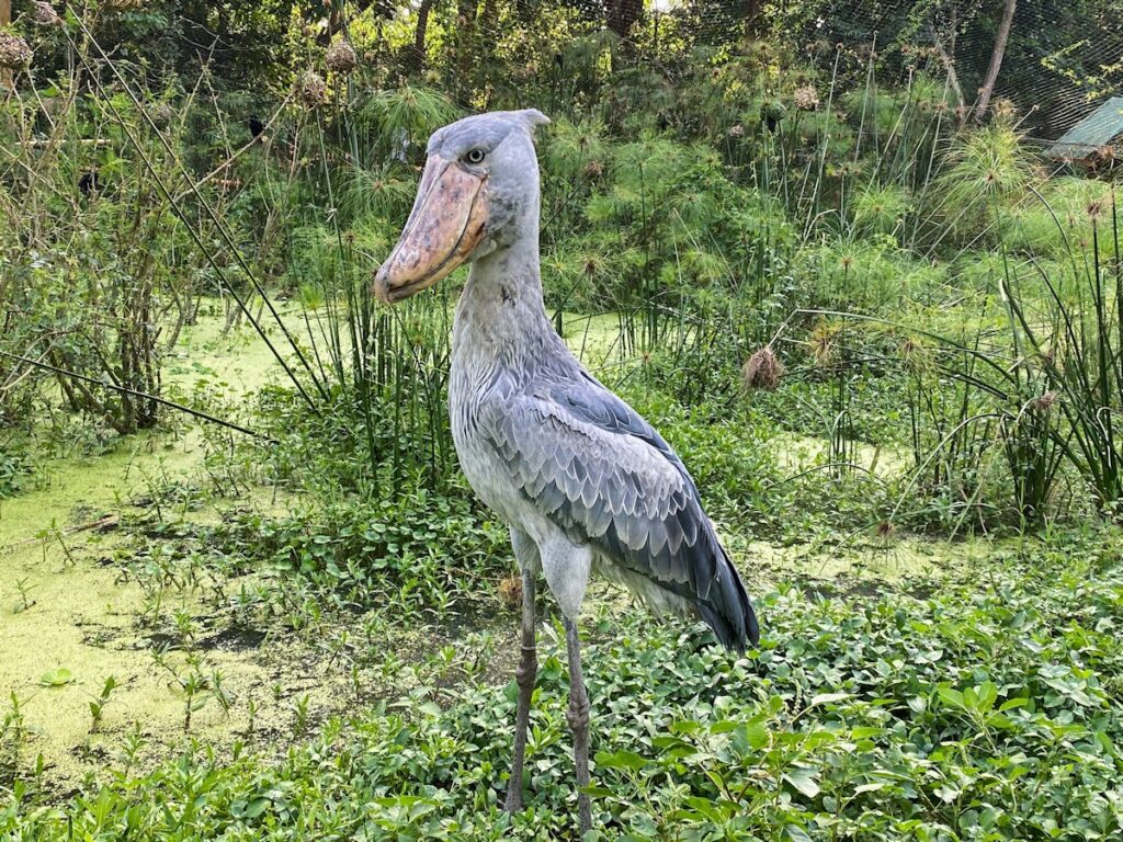 Shoebill stork in Uganda
