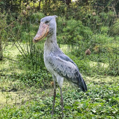 Shoebill stork in Uganda