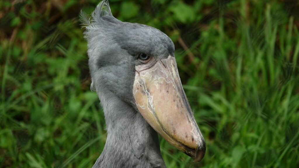 Shoebill with its huge bill against green foliage