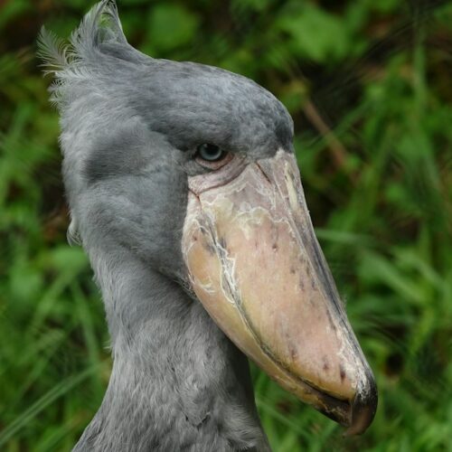 Shoebill with its huge bill against green foliage