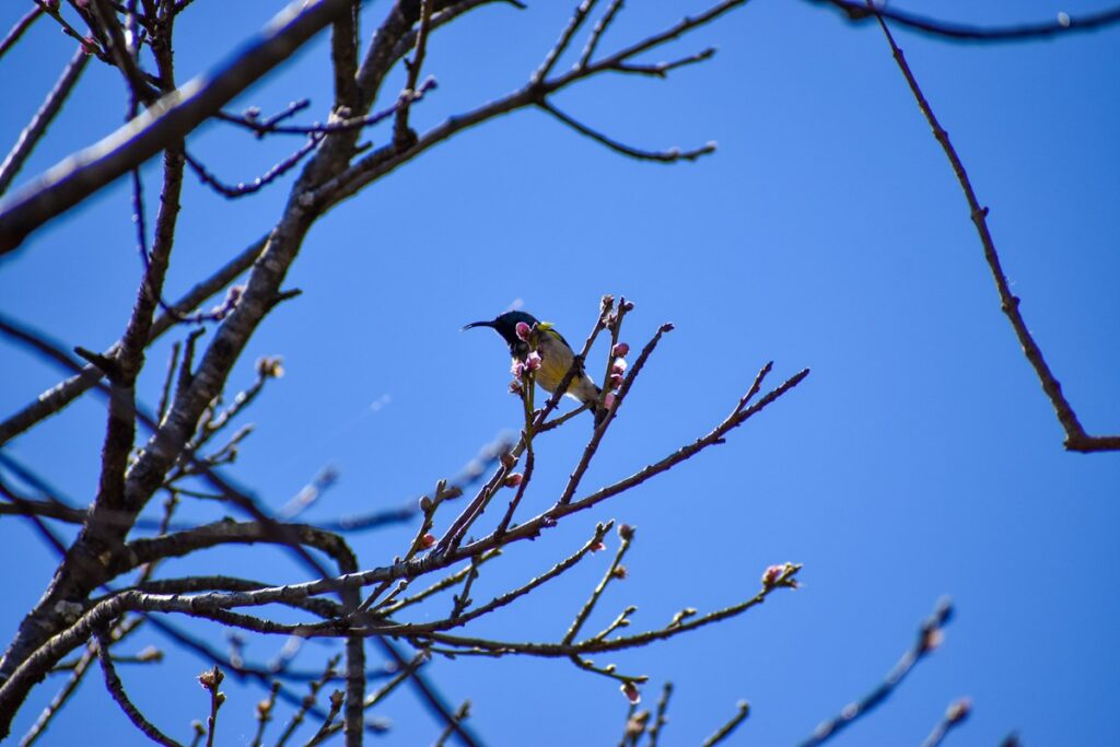 Sunbird feeding on nectar from blossoms