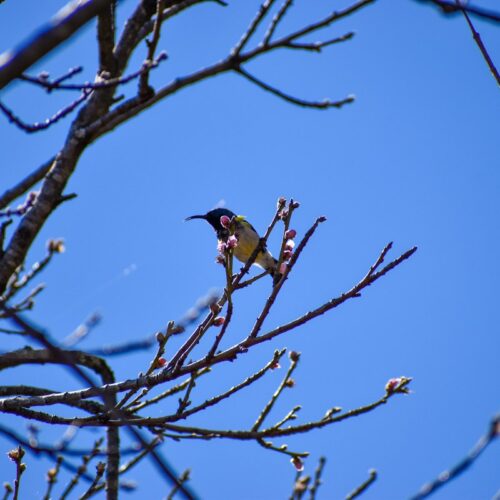 Sunbird feeding on nectar from blossoms