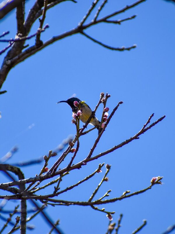 Sunbird feeding on nectar from blossoms