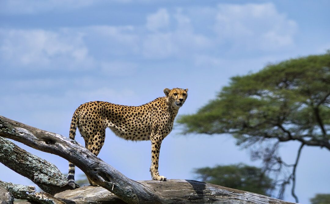 Tanzania Park Fees: Serengeti, Ngorongoro, Tarangire and Manyara Costs Explained