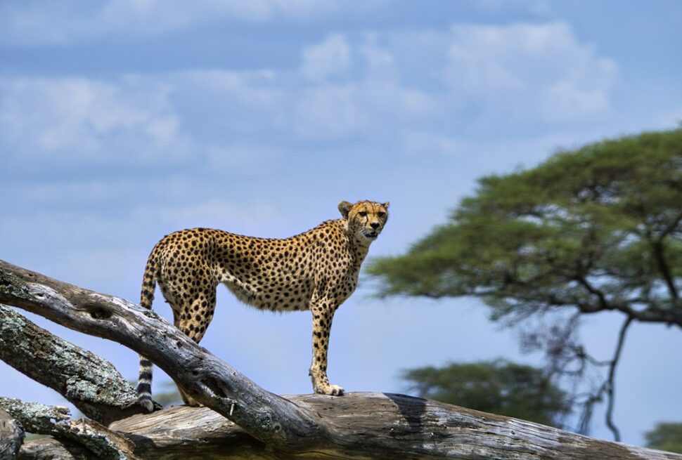 Tanzania park fees – cheetah resting on a log in Serengeti National Park