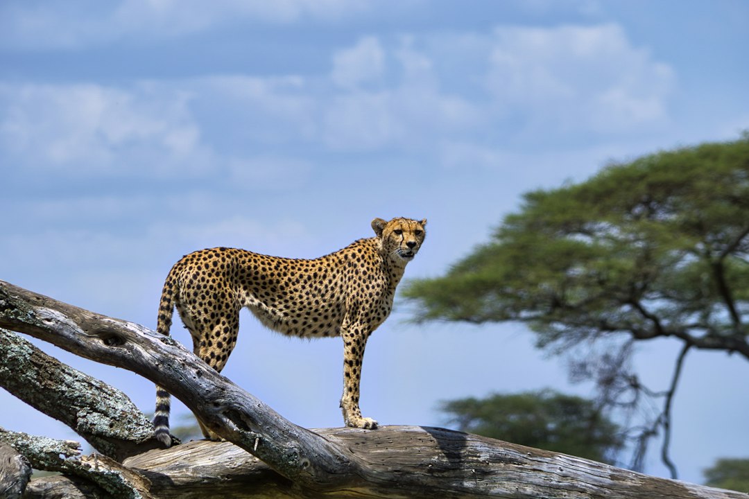 Tanzania park fees – cheetah resting on a log in Serengeti National Park