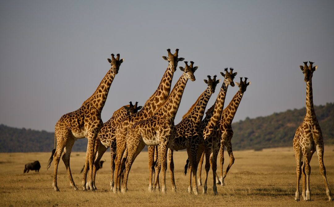 Tanzania Visa for Safari: Cost, eVisa Steps and Entry Rules