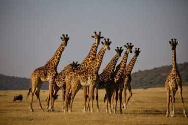 Tanzania visa for safari – giraffes on the grass plains of the Serengeti