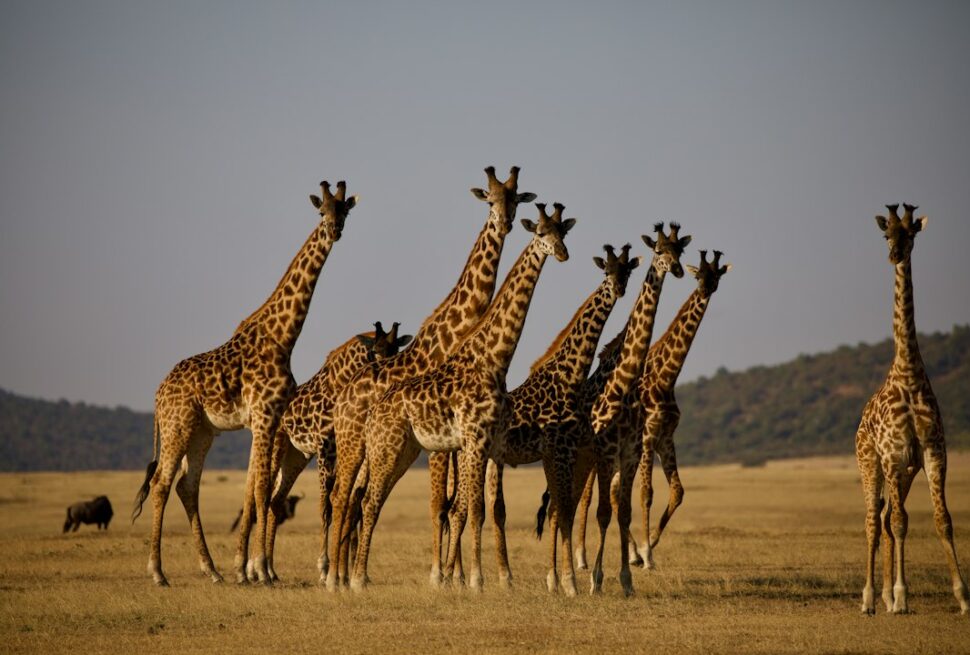 Tanzania visa for safari – giraffes on the grass plains of the Serengeti