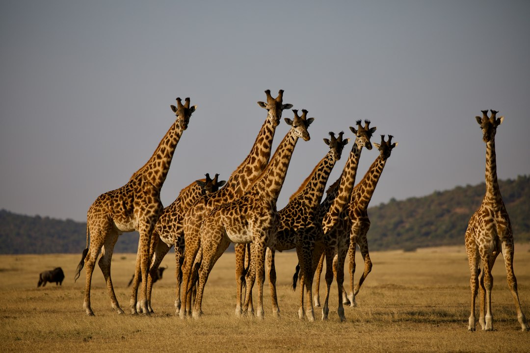 Tanzania visa for safari – giraffes on the grass plains of the Serengeti