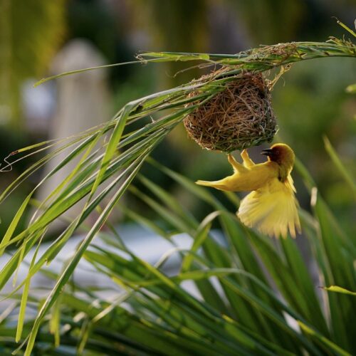 Taveta golden weaver nests hanging from a palm
