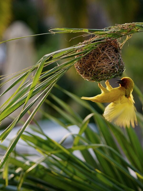 Taveta golden weaver nests hanging from a palm