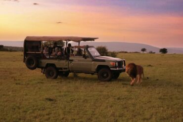 Tipping in Kenya – a safari vehicle on a game drive with a lion nearby
