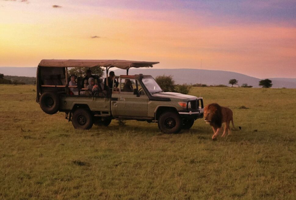Tipping in Kenya – a safari vehicle on a game drive with a lion nearby