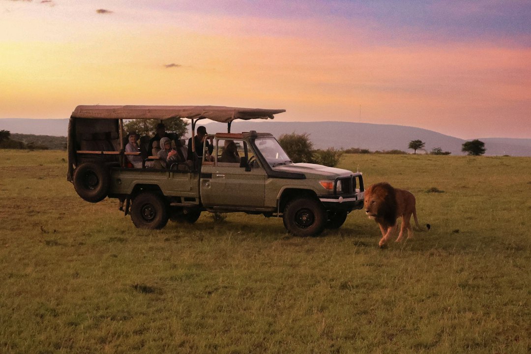 Tipping in Kenya – a safari vehicle on a game drive with a lion nearby