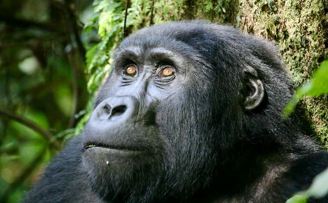 Uganda in January: Dry Forest Trails, Busy Permits and Hot Savannah Days