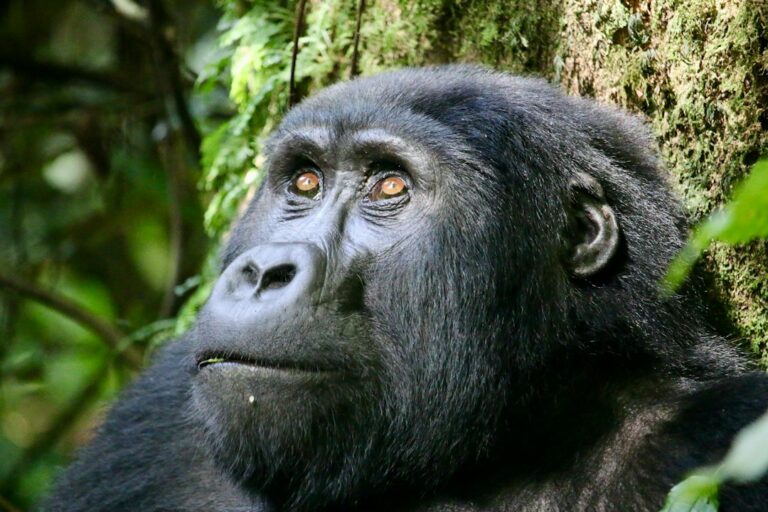 Uganda in January: Dry Forest Trails, Busy Permits and Hot Savannah Days
