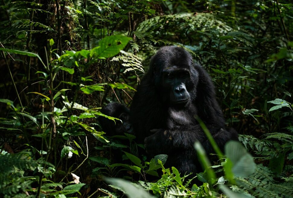 Uganda safari in December - mother mountain gorilla and juvenile in Bwindi Impenetrable Forest