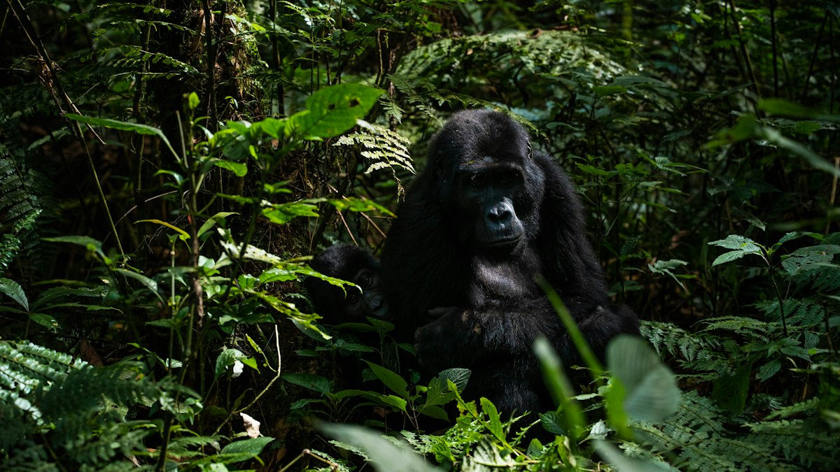 Uganda safari in December - mother mountain gorilla and juvenile in Bwindi Impenetrable Forest
