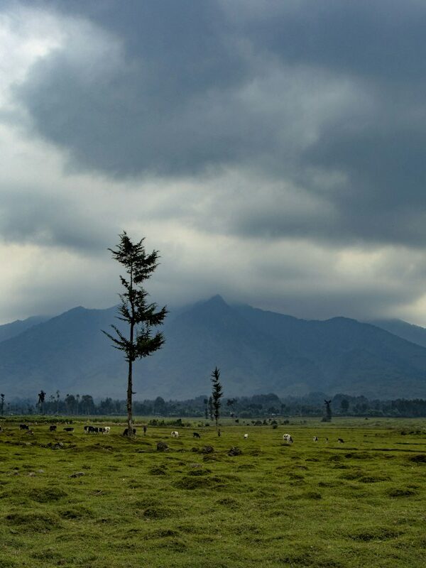 Virunga volcano near the Mount Bisoke hike
