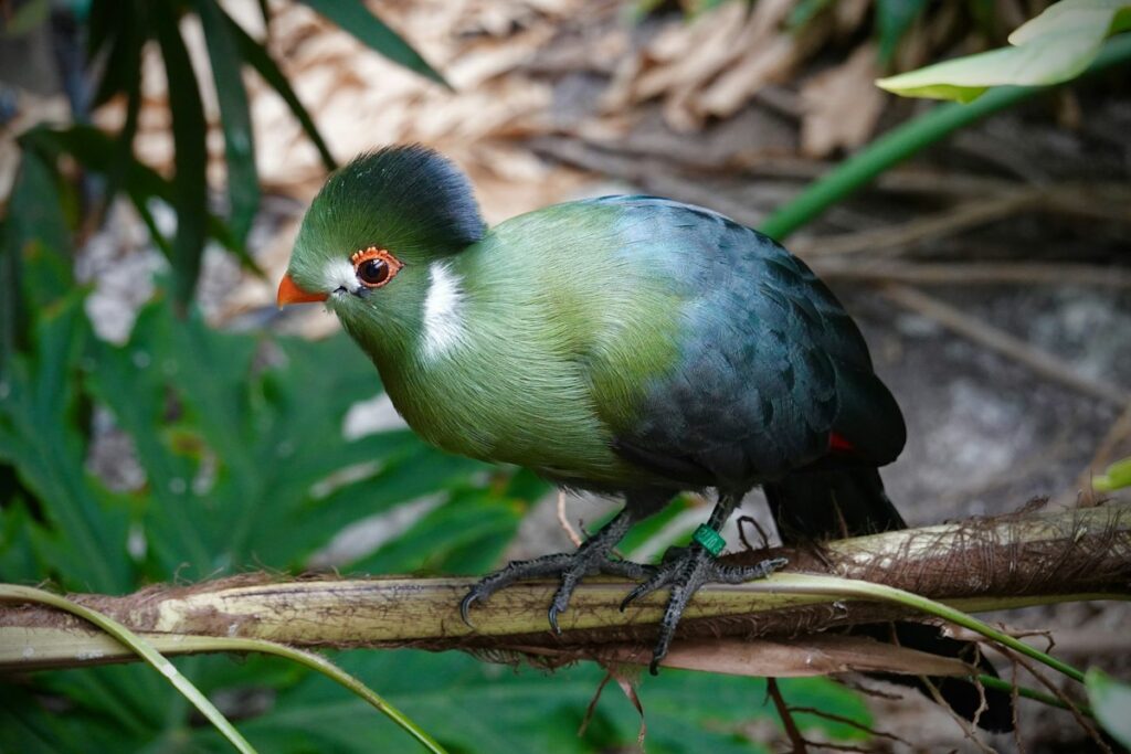 White-cheeked turaco on a branch