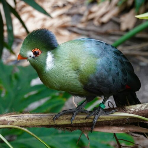 White-cheeked turaco on a branch