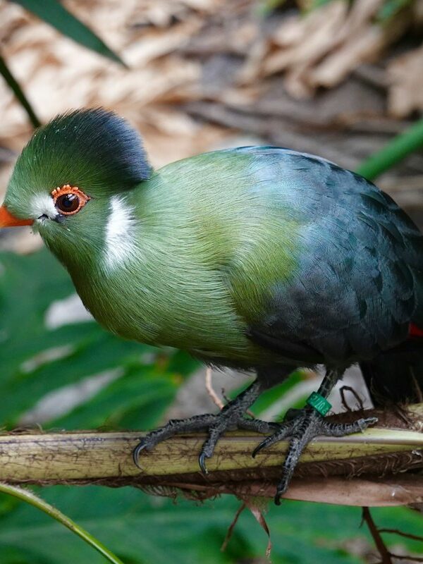 White-cheeked turaco on a branch