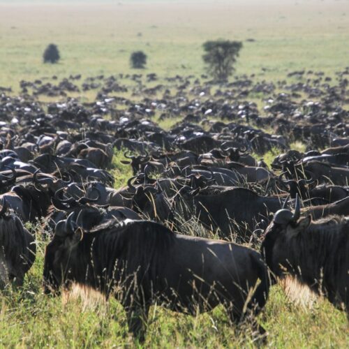 Wildebeest and zebras on the Serengeti plains