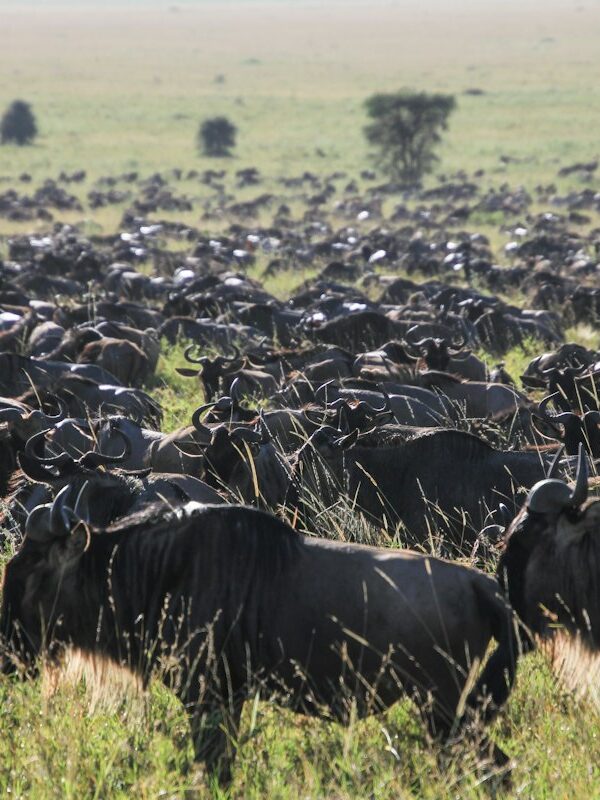Wildebeest and zebras on the Serengeti plains