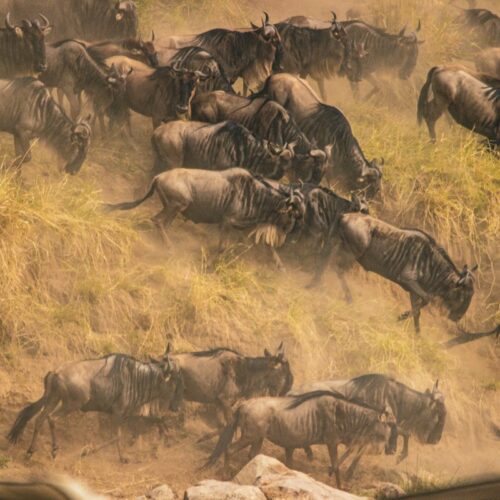 Wildebeest crossing the Mara River during the Great Migration