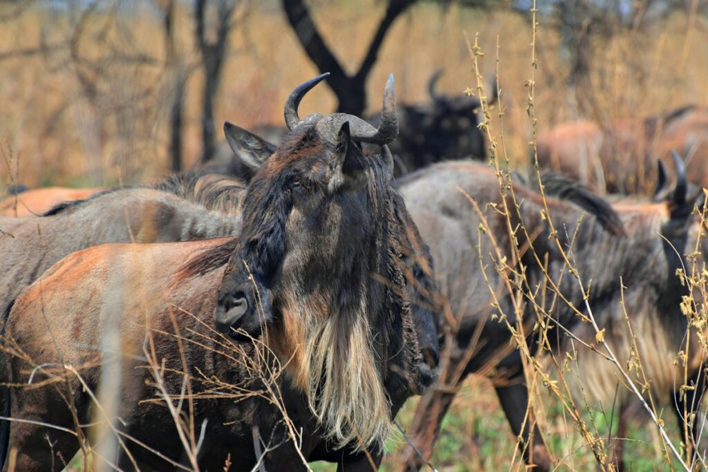 Wildebeest herd heading across the Serengeti during the migration