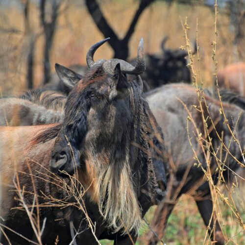 Wildebeest herd heading across the Serengeti during the migration
