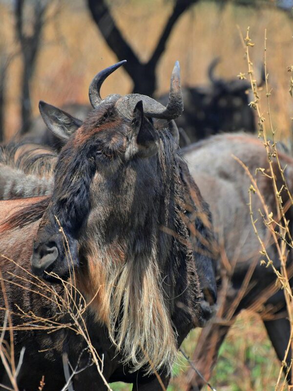 Wildebeest herd heading across the Serengeti during the migration