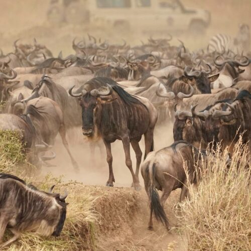 Wildebeest herd kicking up dust on the dry savanna