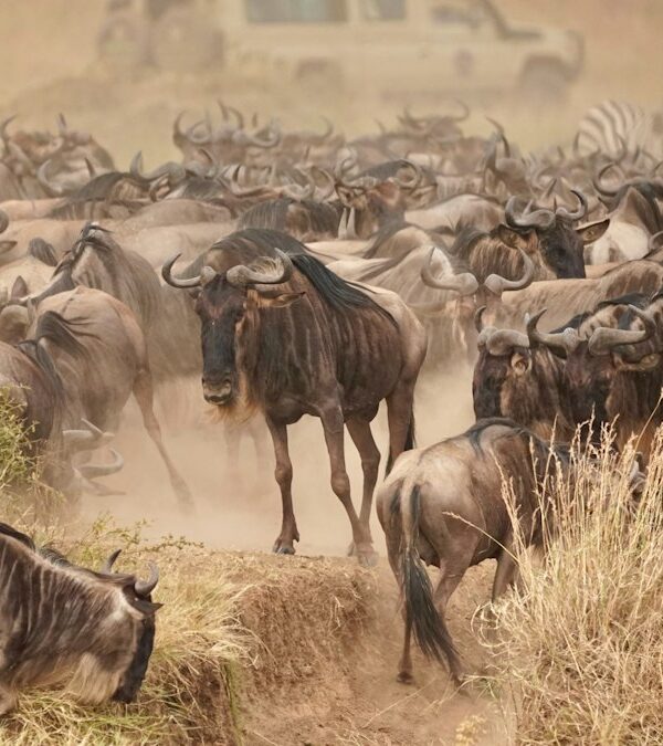 Wildebeest herd kicking up dust on the dry savanna