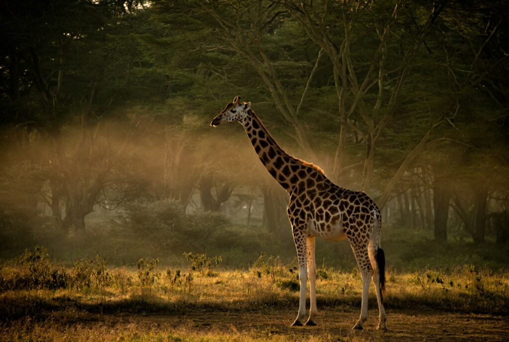 Giraffe at sunrise in Samburu