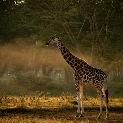 Giraffe at sunrise in Samburu