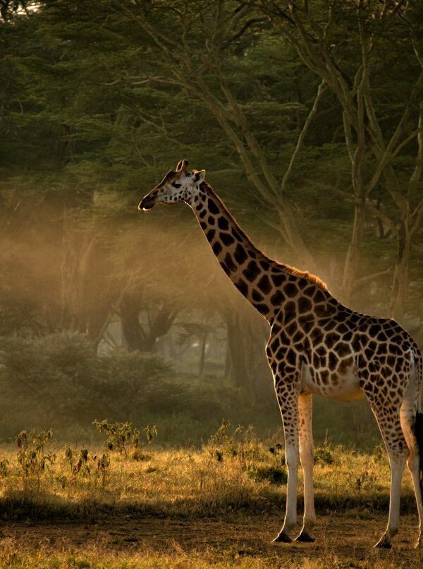 Giraffe at sunrise in Samburu