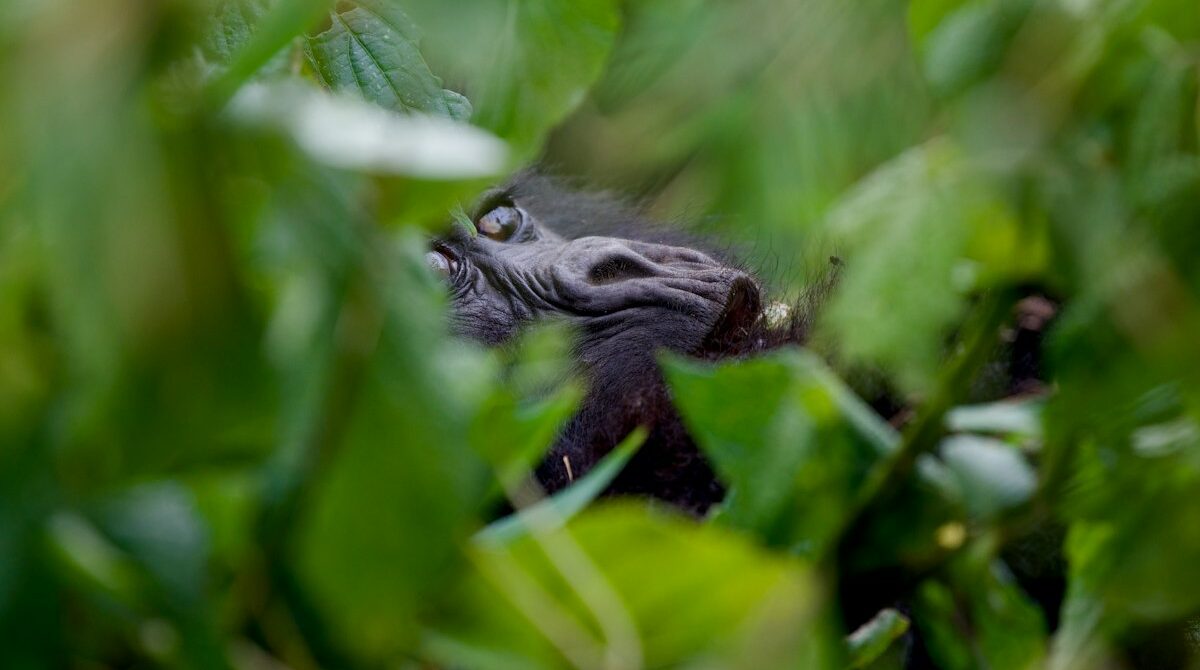 How Hard Is Gorilla Trekking, Really? Fitness, Altitude and Trek Times Explained